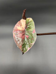 Alocasia Serendipity Pink Variegata Green and White Plants