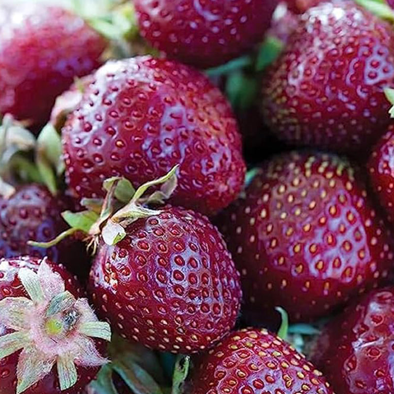 Purple Wonder Strawberry Seed  Rare Dark Strawberry Sweet Juicy Fruit Gardening