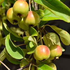 Crab apple | Malus Gorgeous  - 160-180cm - 12lt