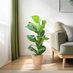 Ficus lyrata - Geigenfeige - Image #1