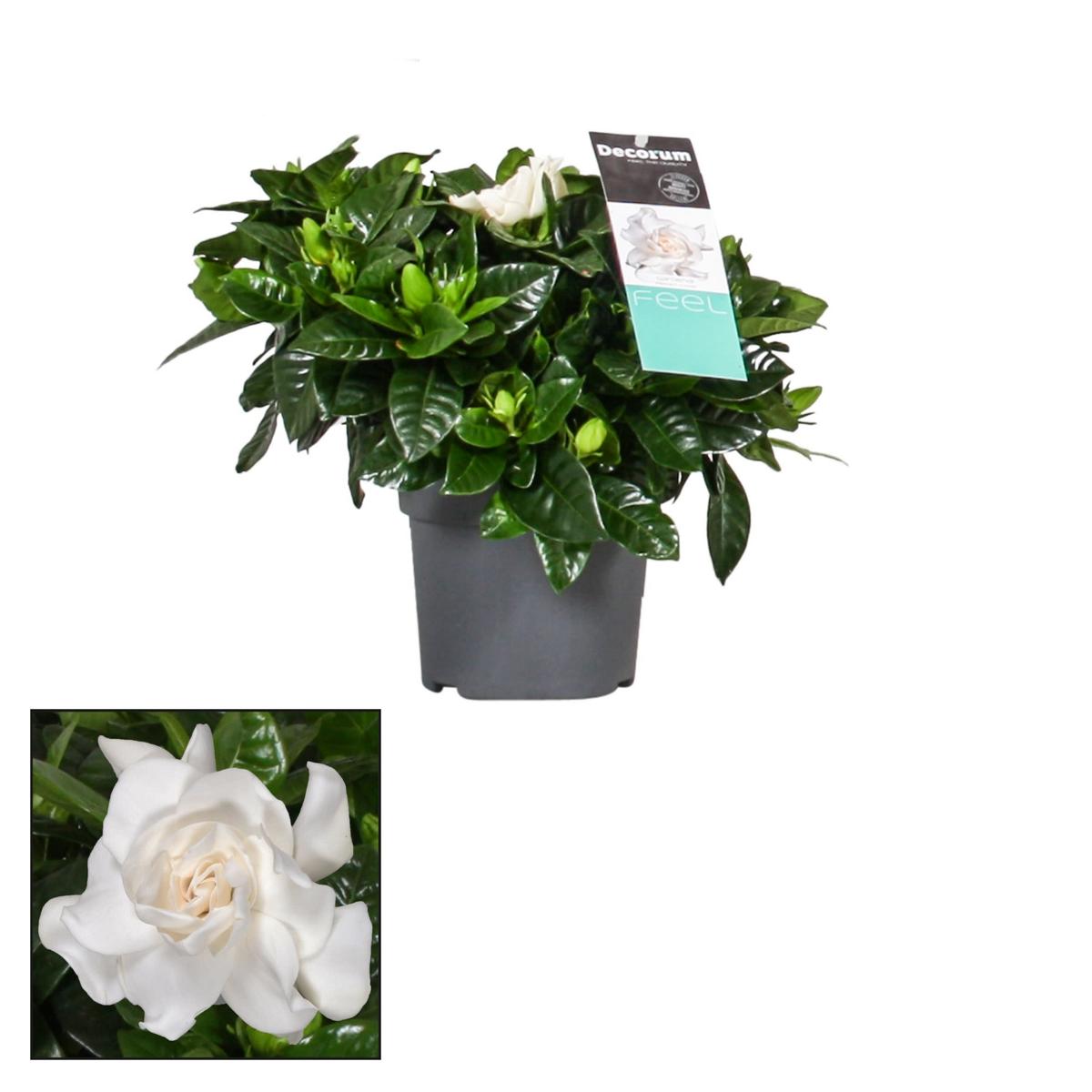 Gardenie - Gardenia jasminoides - Zimmerpflanze - stark duftende Blüten