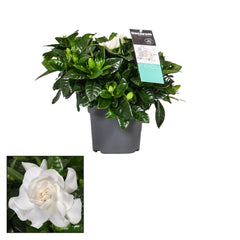 Gardenie - Gardenia jasminoides - Zimmerpflanze - stark duftende Blüten
