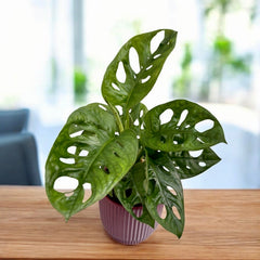 Monstera Adansonii (Philodendron Maschera di Scimmia) D9