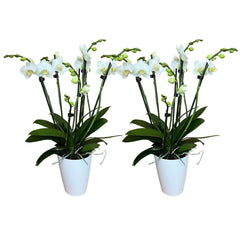 6 - 7 rispiges Orchideen 2er Paket + Übertöpfe