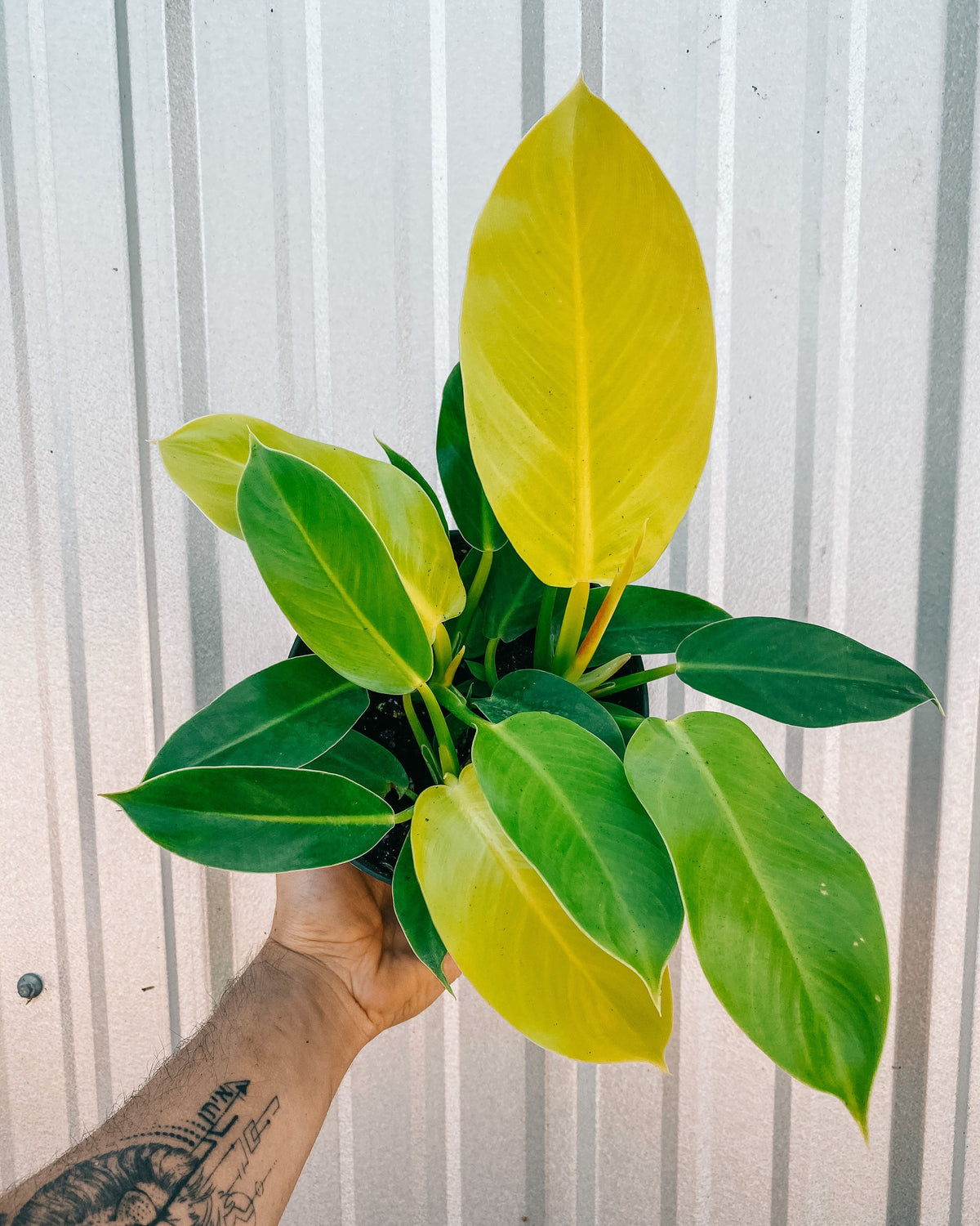 6" Philodendron 'Moonlight'