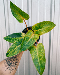 A person holding a 6-inch Philodendron 'Painted Lady' plant with green leaves splashed with vibrant yellow variegation.