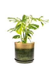 Forest & Gold Large Metal Pot With Drainage Hole - Joe -designed by Chive Studio Toronto