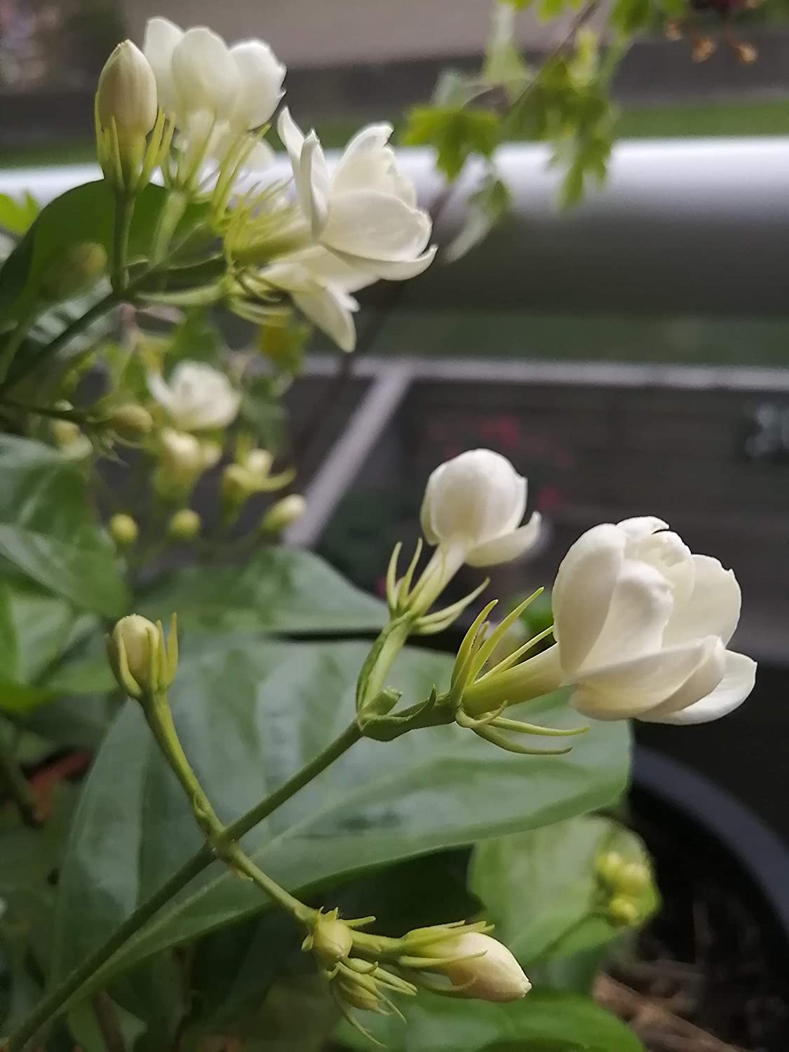Hundredfold Jasmine Plant 1 Small Cutting - Jasminum sambac Maid of Orleans, Tea Jasmine, Bare Root Live Plant Indoor House Plant Houseplant, Producing Fragrant Flowers, Ontario Grown