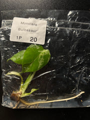 Rare* Monstera bulbasaur growers choice tissue culture plant ships in 3-4 weeks