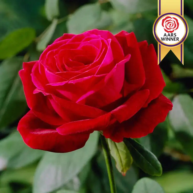 A vibrant crimson mister lincoln hybrid tea rose with lush layered petals and a glossy finish