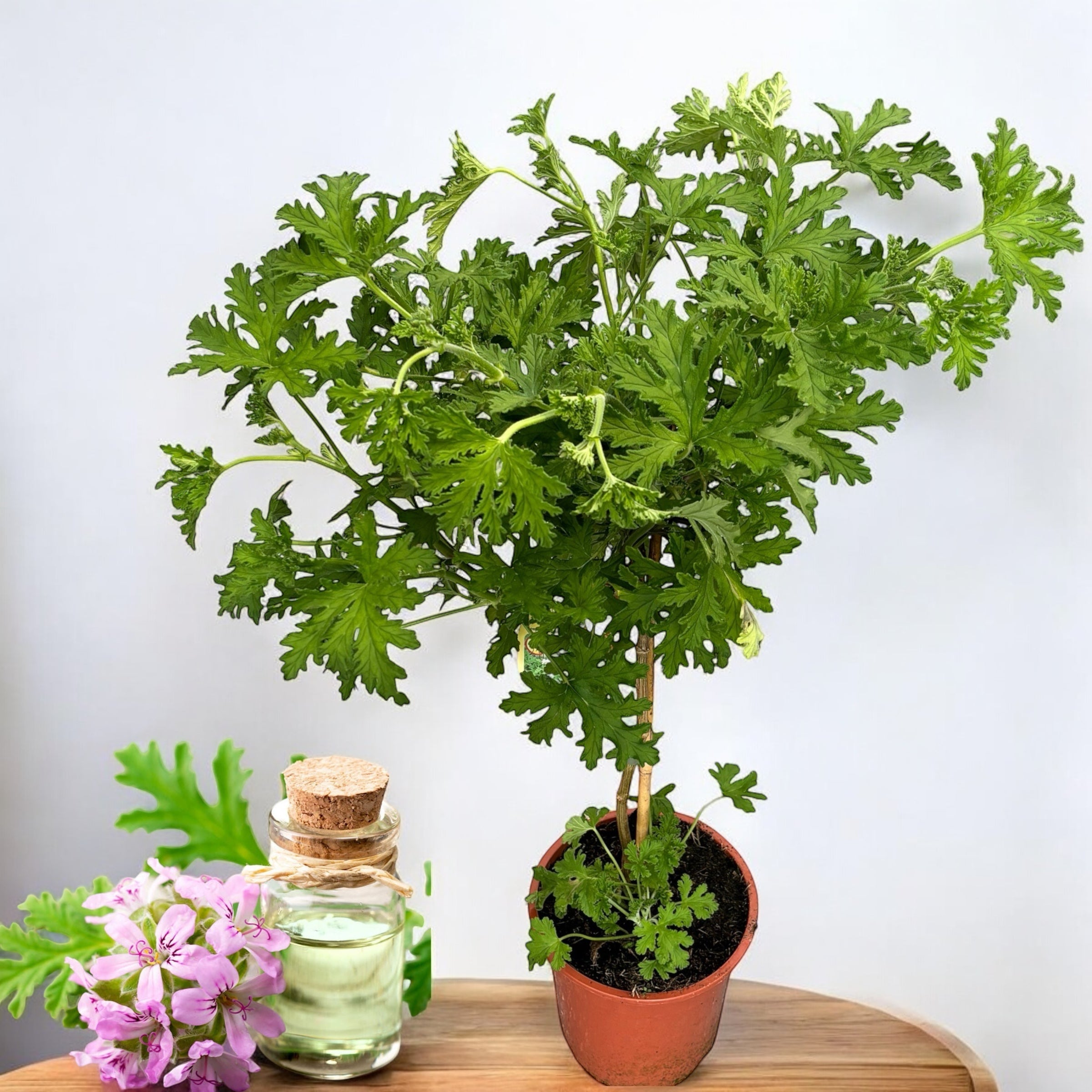 Duftende Geranien (Indrusaim) - Pelargonium graveolens 'Lemon' H70