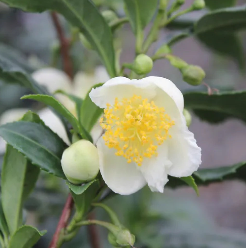 Camellia sinensis