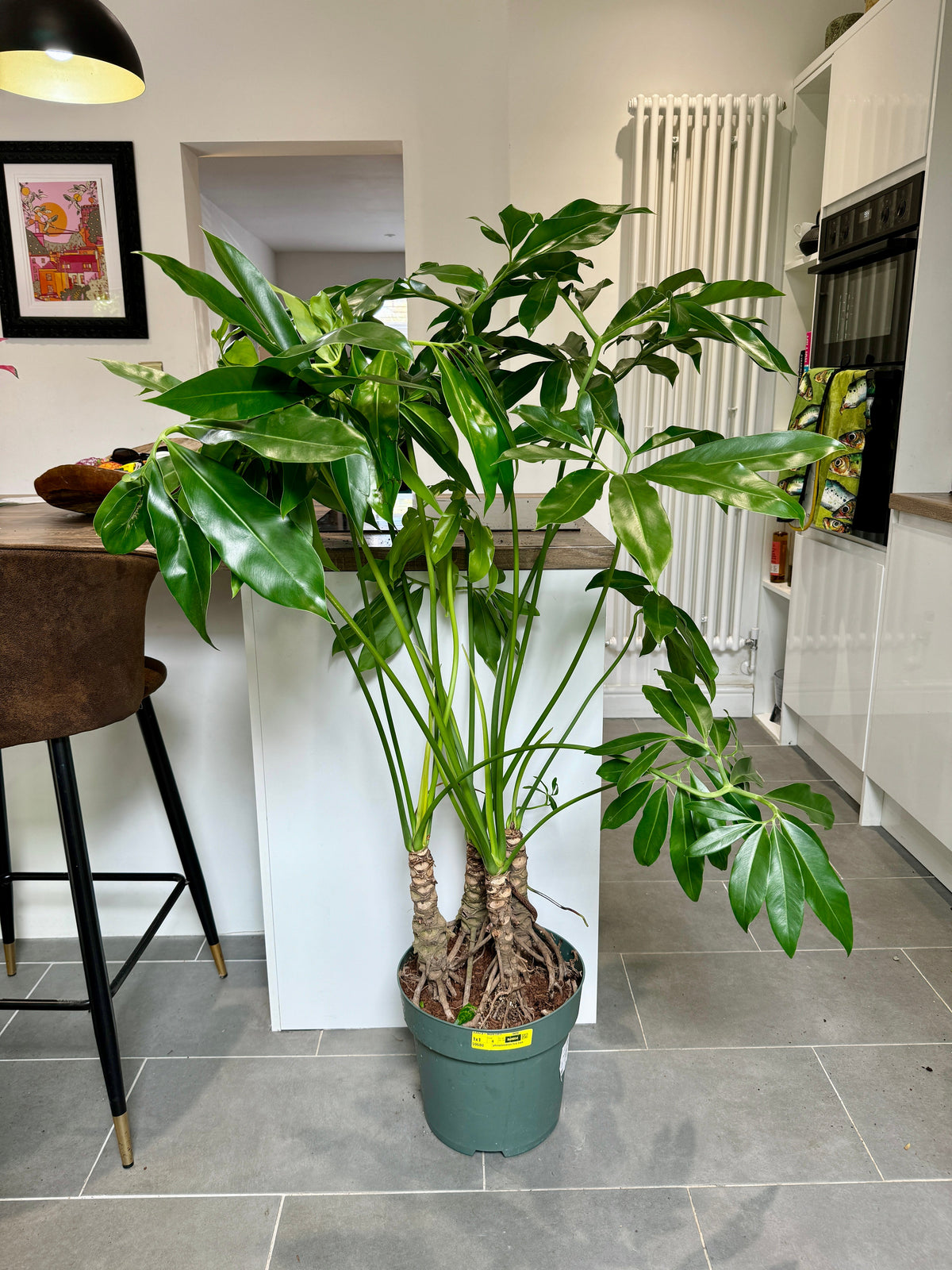 140cm Giant Philodendron Fun Bun