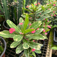 Euphorbia milii “Variegated Pink”