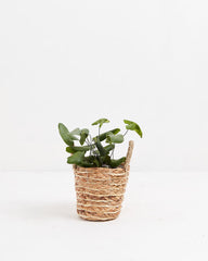 Jade Sympathy Heart Leaf Fern