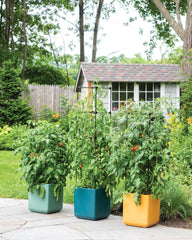 || https://assets.gardeners.com/transform/fee3c138-fd53-4732-91aa-47b578ce6007/8613440_0042_oasis-self-watering-tomato-planter-with-trellis
