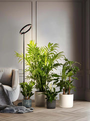 || https://assets.gardeners.com/transform/50b867e2-027d-4228-a471-fc9e095c332d/8615144_PL