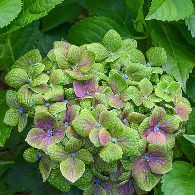 Froggie™ bigleaf hydrangea with lush green and pink blossoms featuring intricate veining on the petals