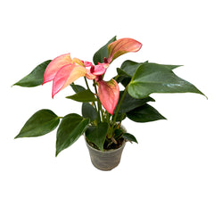 Anthurium andr Matata