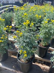 Rue Plant Blooming Yellow Flower Dose of Succulents
