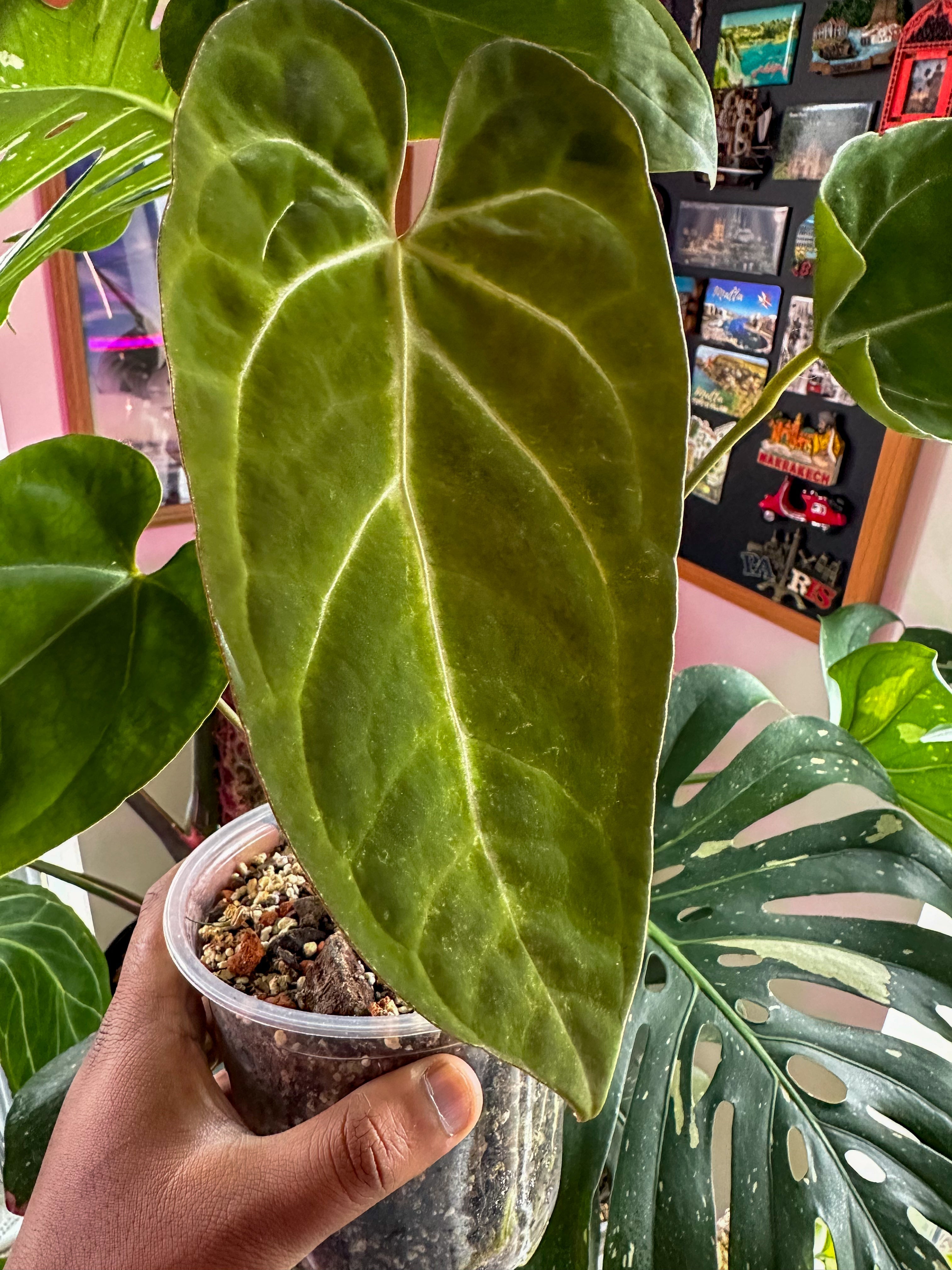 Anthurie „Black Velvet“