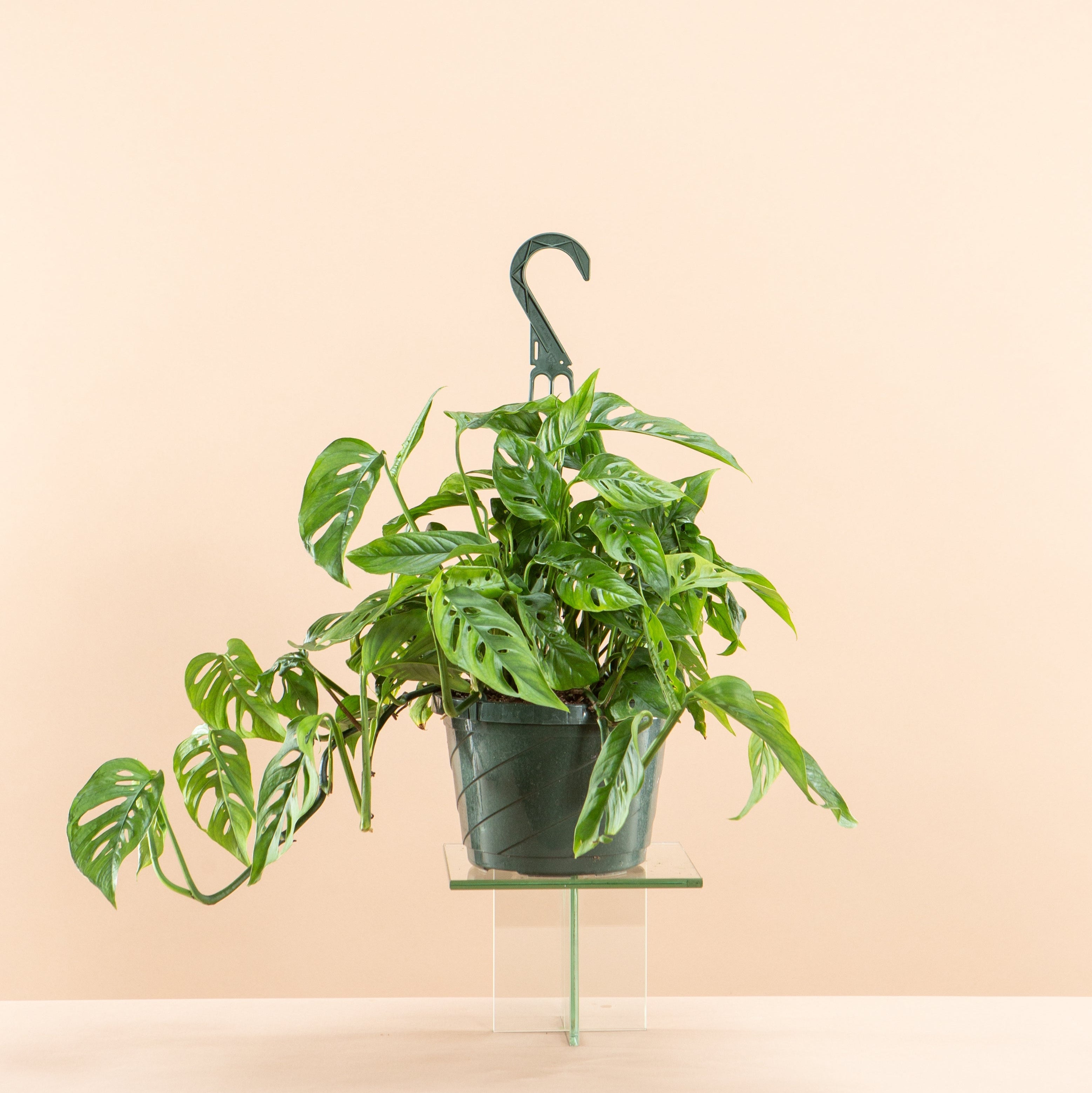 Swiss Cheese Vine: Monstera adansonii - 8 inch hanging basket — indoor plant — indoor plant for sale by Promise Supply for delivery and pickup in Toronto.