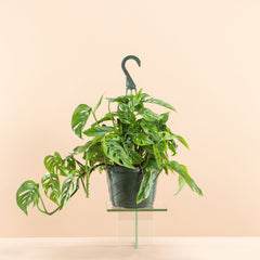 Swiss Cheese Vine: Monstera adansonii - 8 inch hanging basket — indoor plant — indoor plant for sale by Promise Supply for delivery and pickup in Toronto.