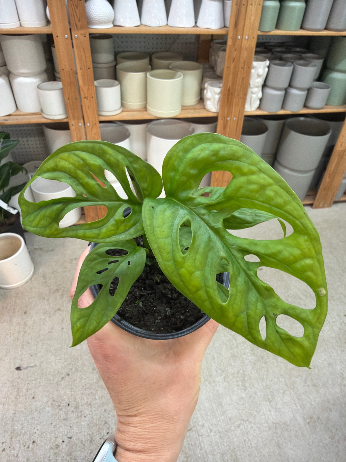 Monstera Adansonii 4" - Swiss Cheese Plant