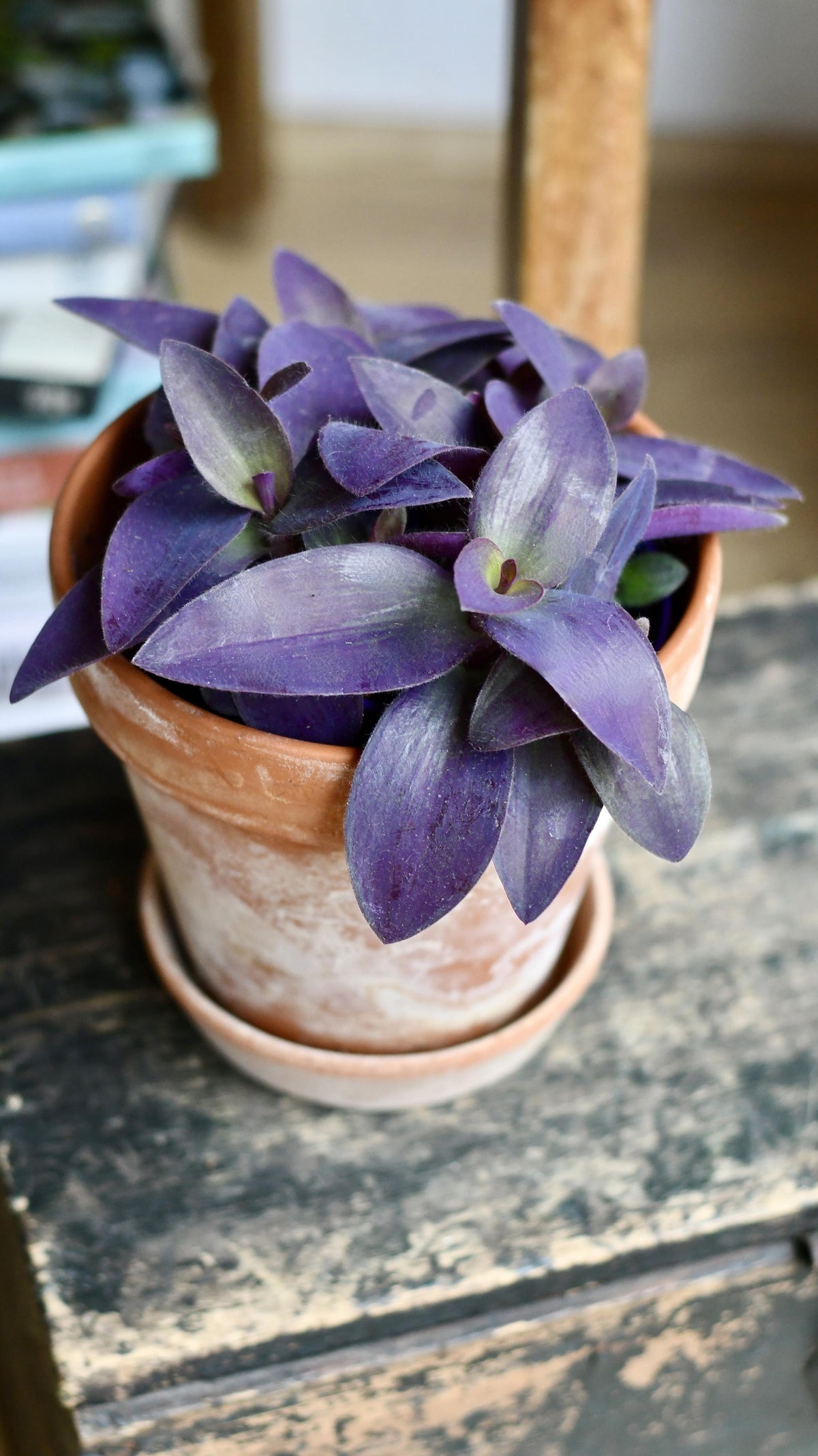 A potted Tradescantia Pallida 'Purpurea' plant with striking purple foliage, placed on a wooden surface.