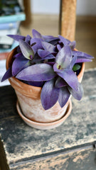 A potted Tradescantia Pallida 'Purpurea' plant with striking purple foliage, placed on a wooden surface.