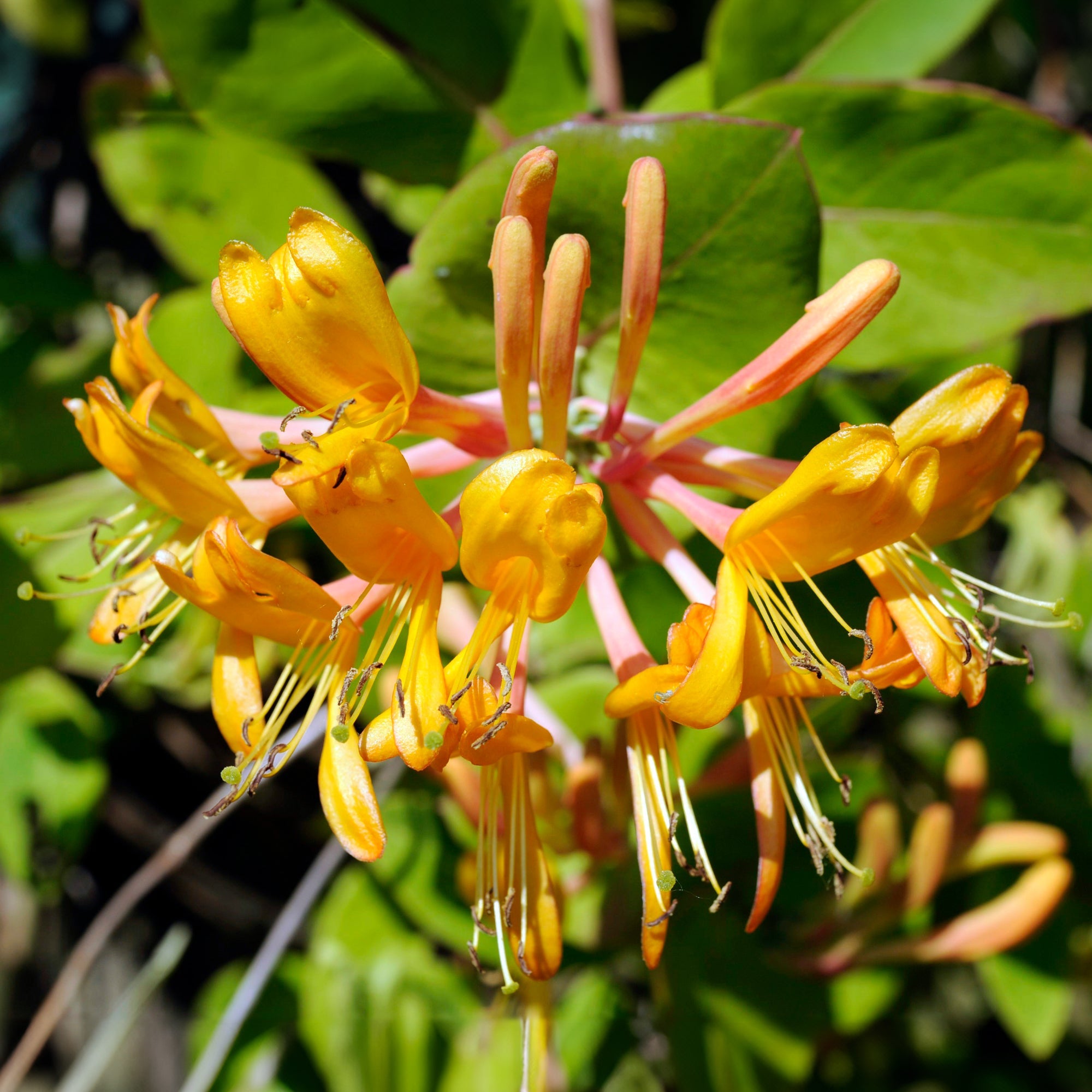 Chèvrefeuille de Henry 'Copper Beauty' - Bakker