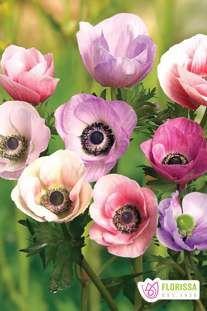 Anemone | Carmel Pastel Mix (12 Bulbs)