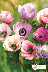 Anemone | Carmel Pastel Mix (12 Bulbs)