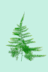 Asparagus setaceus