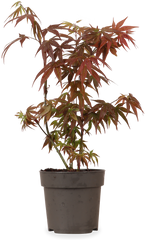 Acer palmatum (Japanischer Fächerahorn) (S)
