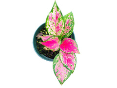 Aglaonema Fugui Red