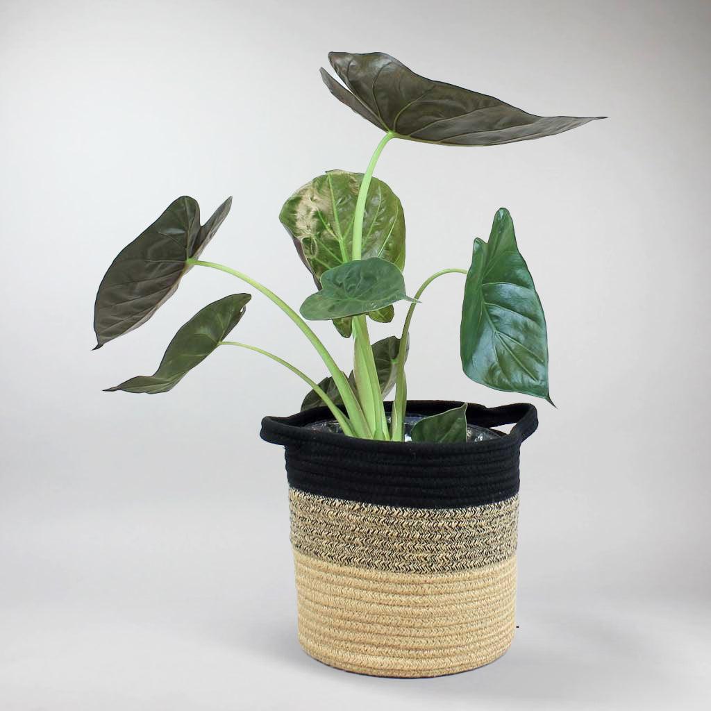Medium sized Elephant Ear Wentii - tropical majestic foliage