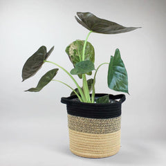 Medium sized Elephant Ear Wentii - tropical majestic foliage