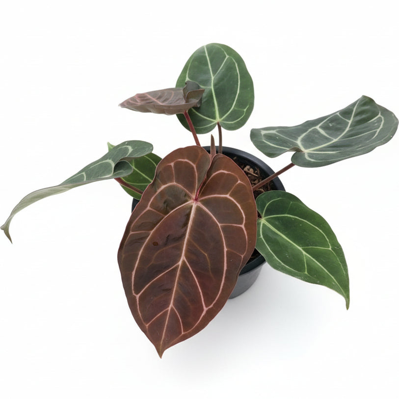 Anthurium carlablackiae x red crystallinum with velvety dark green leaves and bold pale veins.