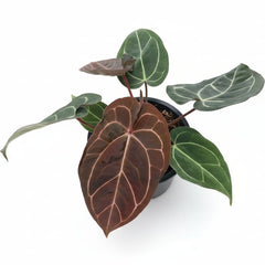 Anthurium carlablackiae x red crystallinum with velvety dark green leaves and bold pale veins.