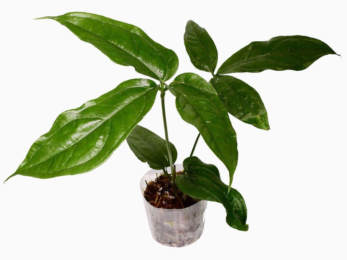 Anthurium clavigerum