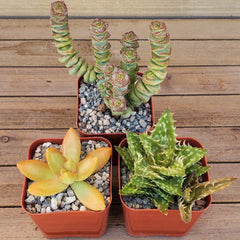 Three small Arizona Sunset Succulent Assorted Pack plants sit on wood: spiral green, plump yellowish, and spiky green-yellow succulents.