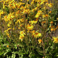 Arnica montana 'Arbo'