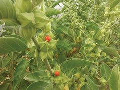 Ashwagandha