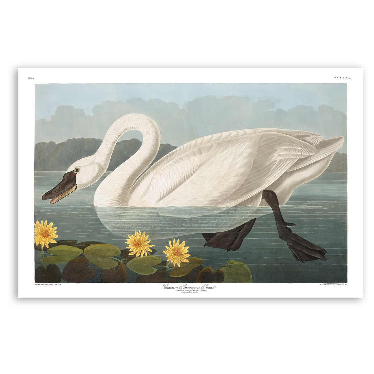 Audubon american san bird print