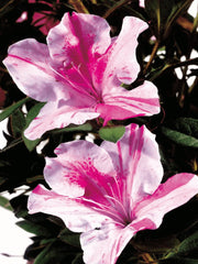 Rhododendron - Encore Azalea® Autumn Twist