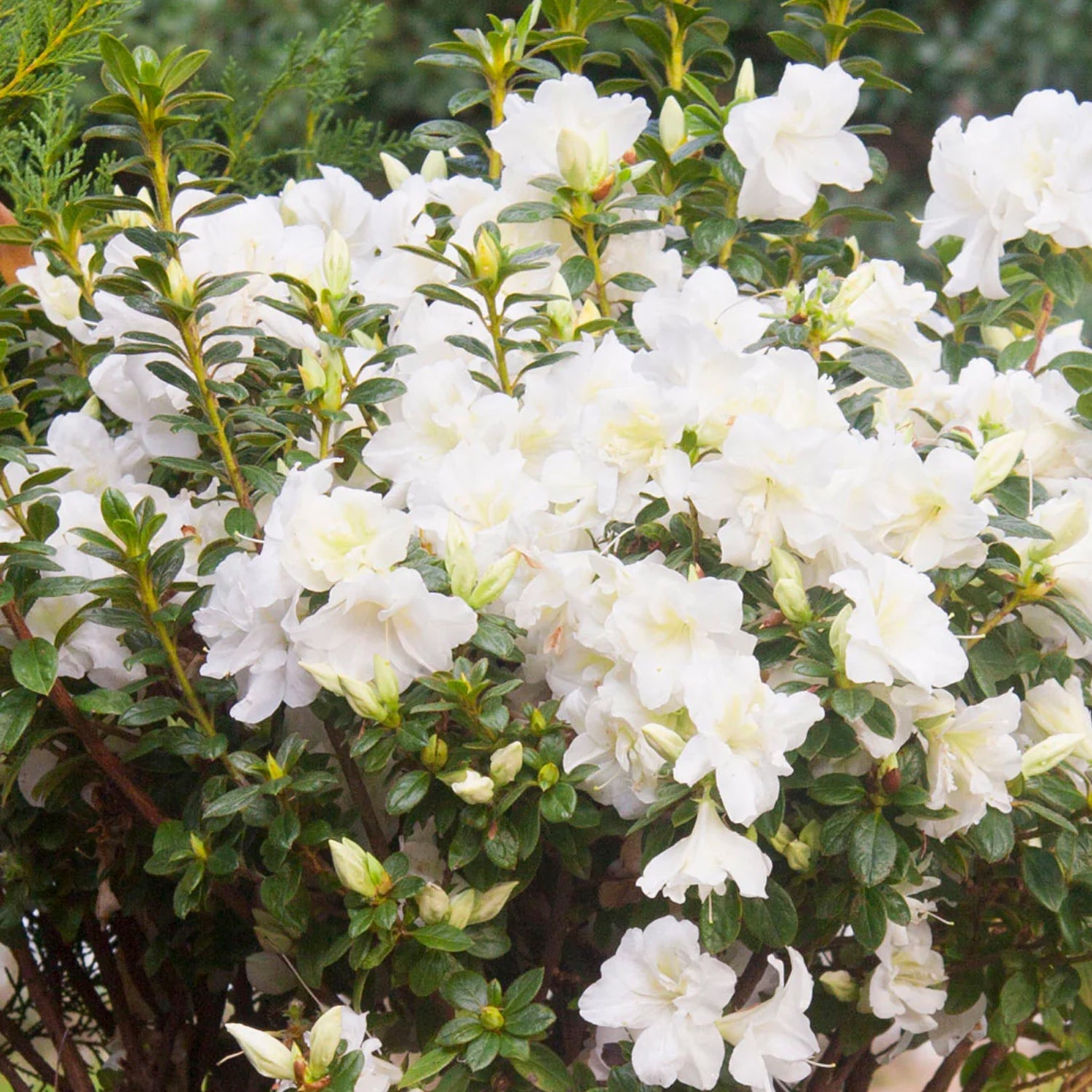 Rhododendron - Encore Azalea® Autumn Moonlight