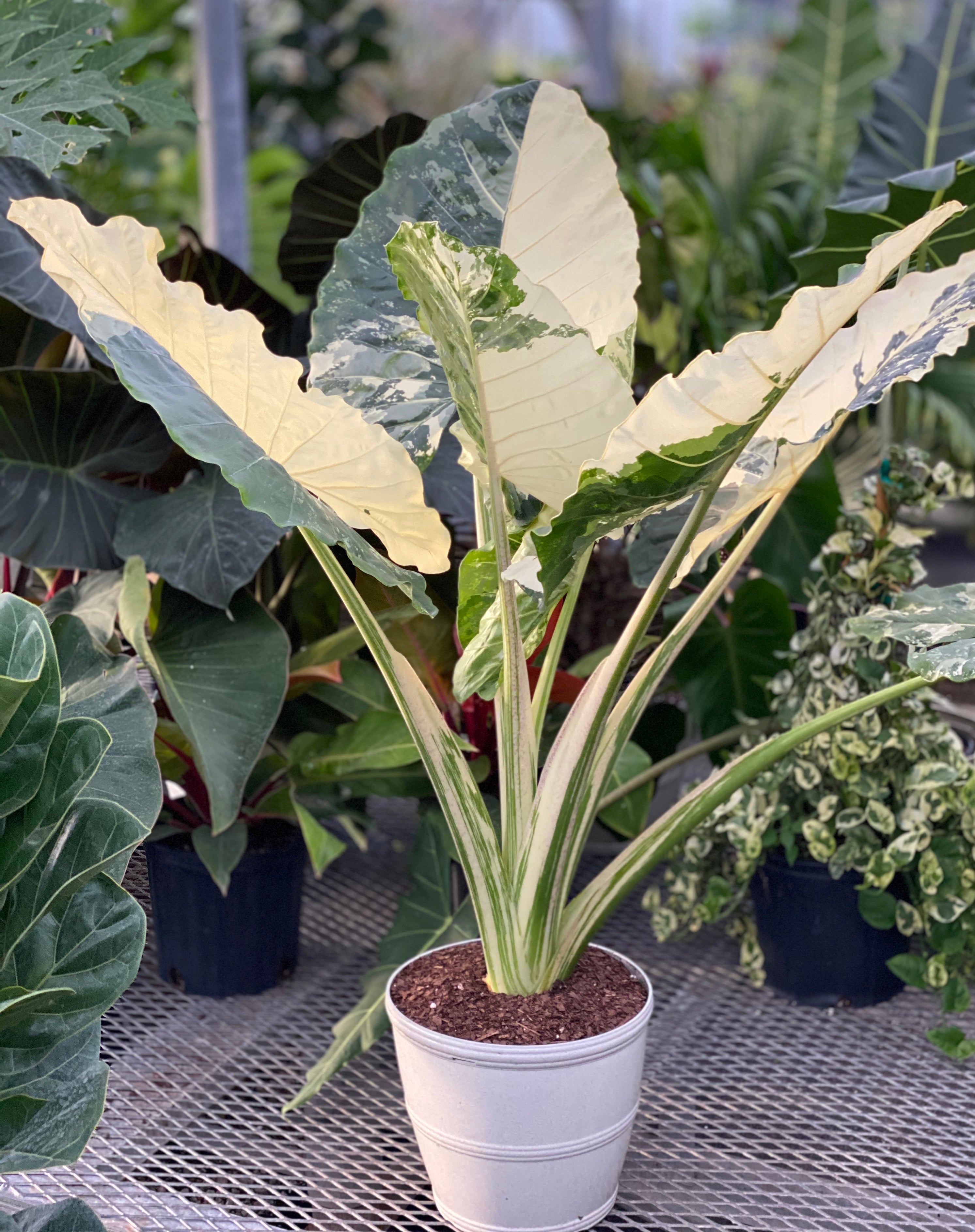Alocasia Macrorrhiza Variegata in 5 gallon container with striking green and white variegated leaves and tall upright stems, ideal for bright indoor spaces and exotic tropical plant collections.