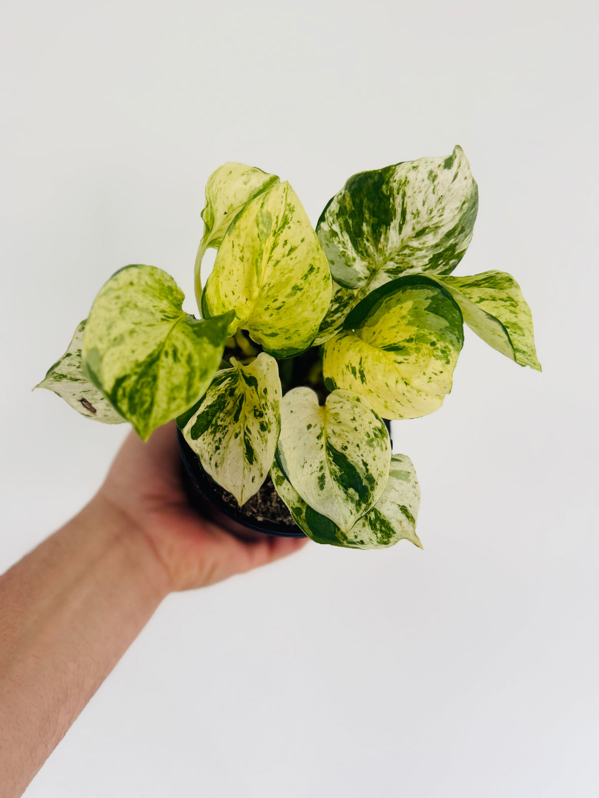 Pothos Harlequin - 4" Pot