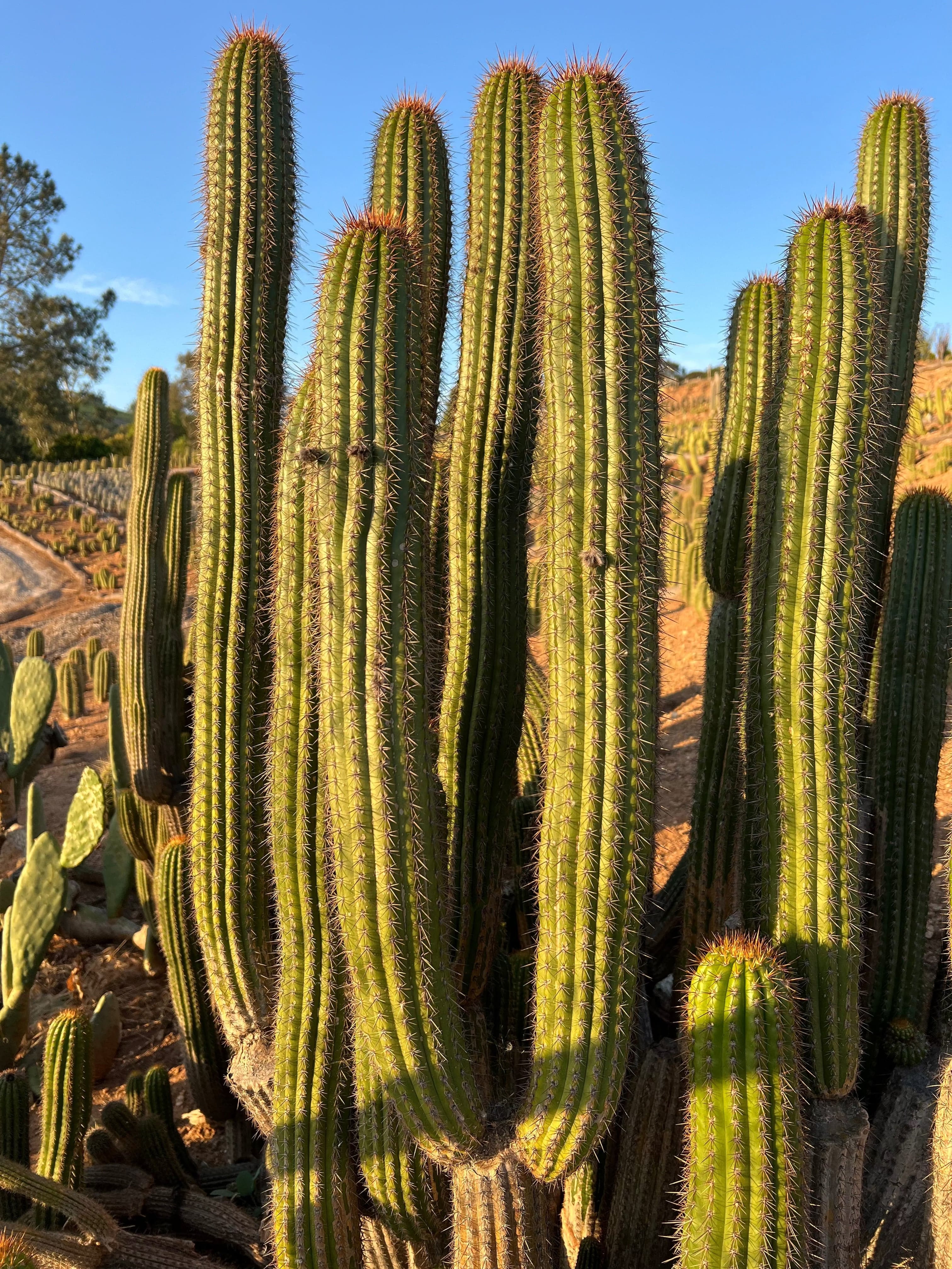 Golden Torch Cactus - Echinopsis Spachiana